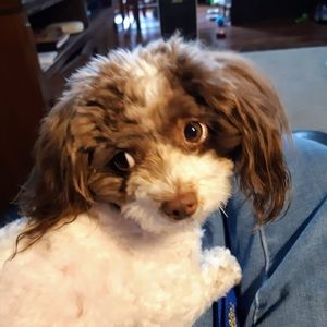 Meet your Posher, Suzanne